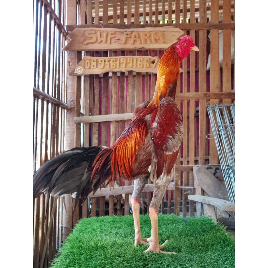 pejantan selatan x pakoy sama koyngon