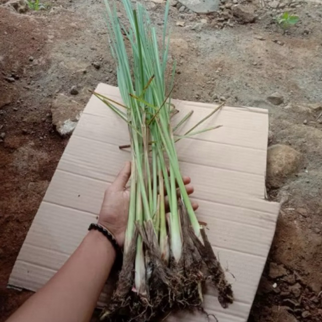 

Sereh Segar Bumbu Dapur Alami 1kg