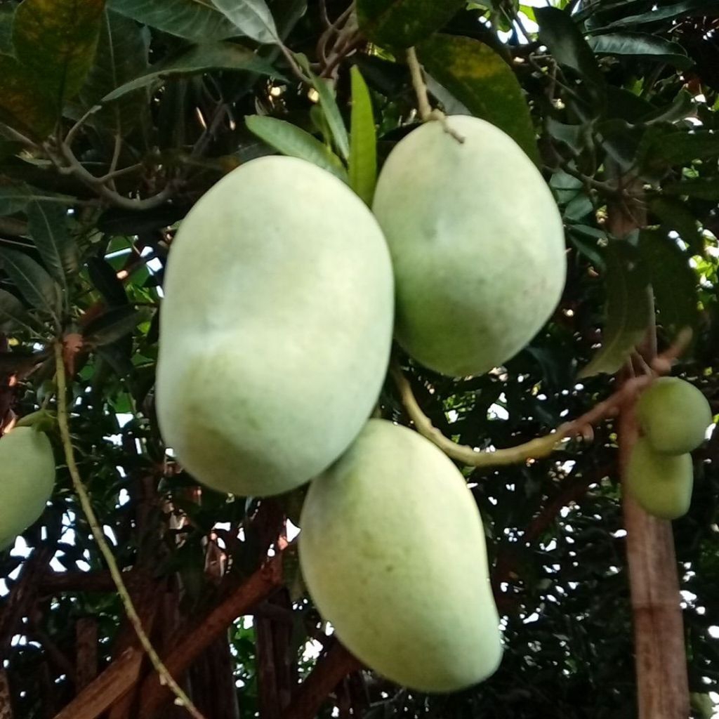 

mangga muda fresh baru petik