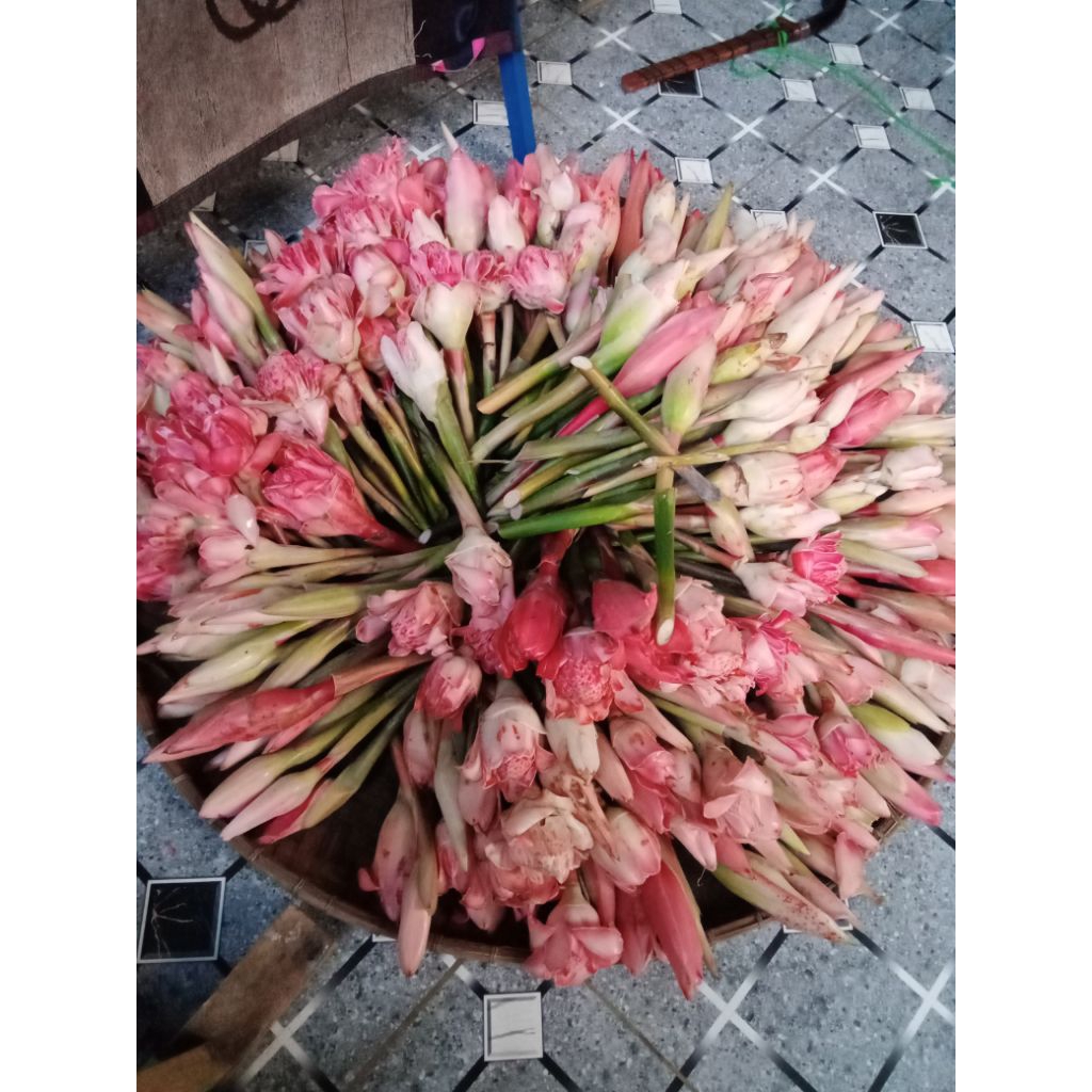 

BUNGA KECOMBRANG BUNGA HONJE SEGAR PER PCS