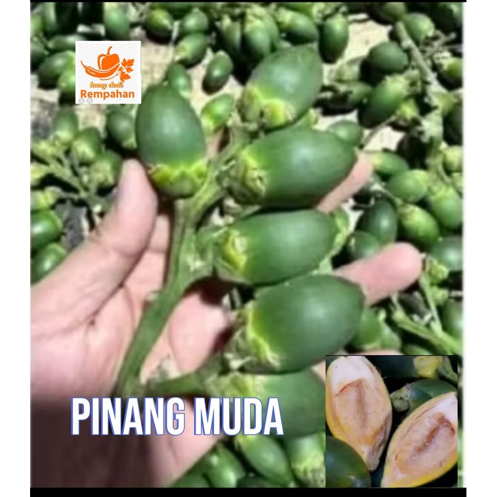 

buah pinang muda 1kg