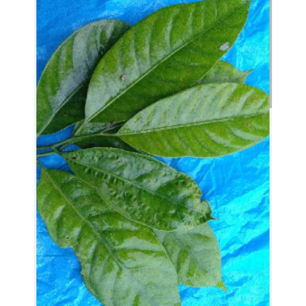 

daun pala segar 500 grm