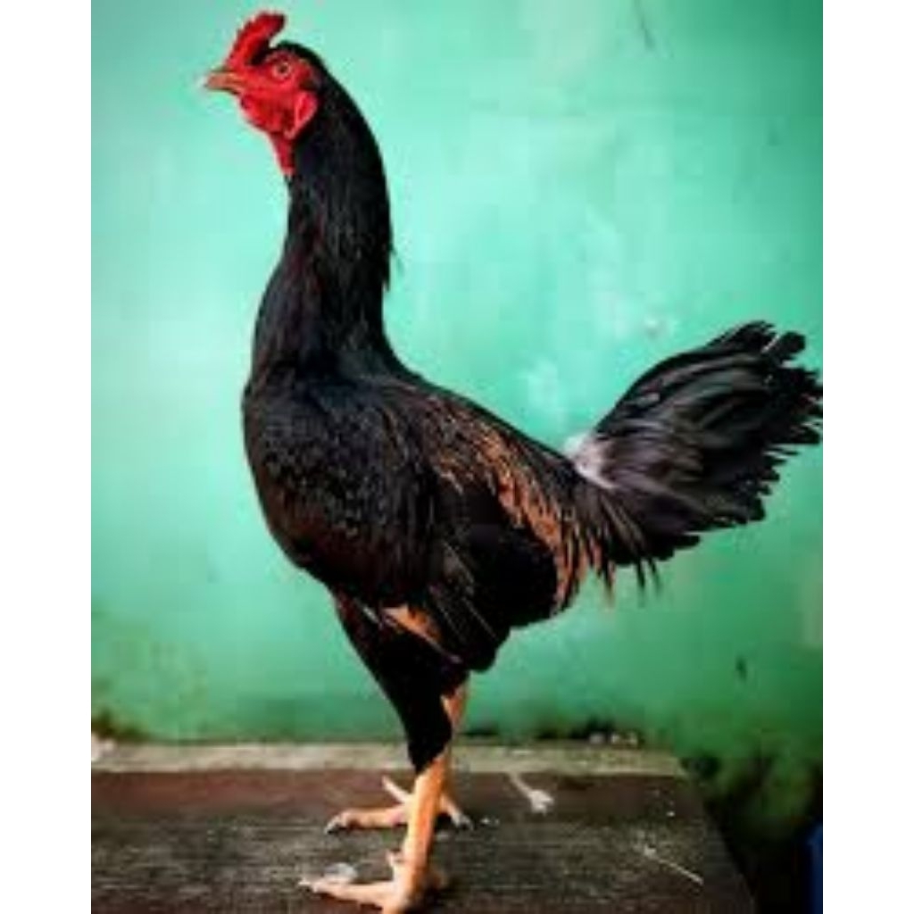 

paket hemat 5 Telur Ayam Pamangon Kuda Lari Fertil Buat ditetaskan