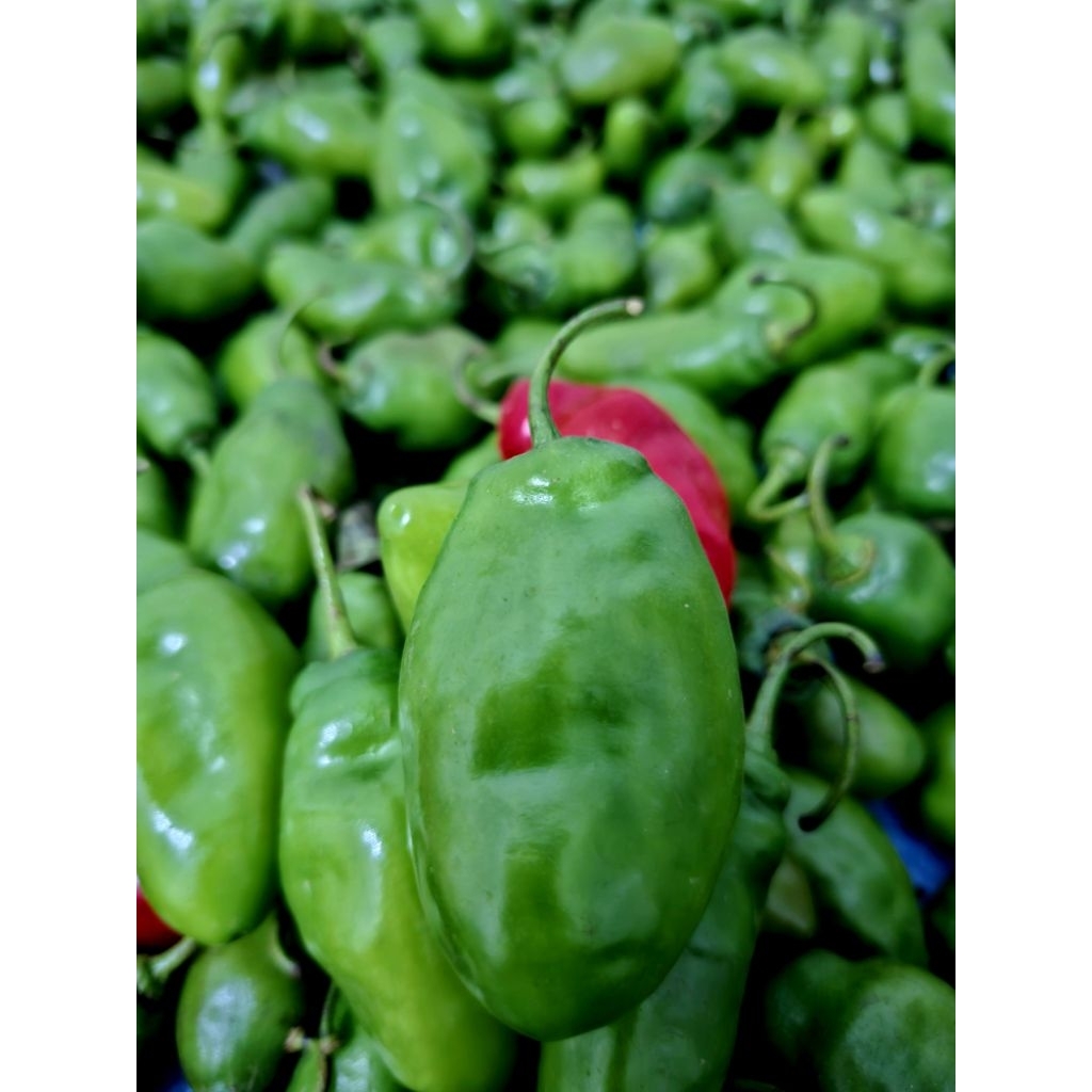 

Cabe Gendot segar fresh isi 500gram