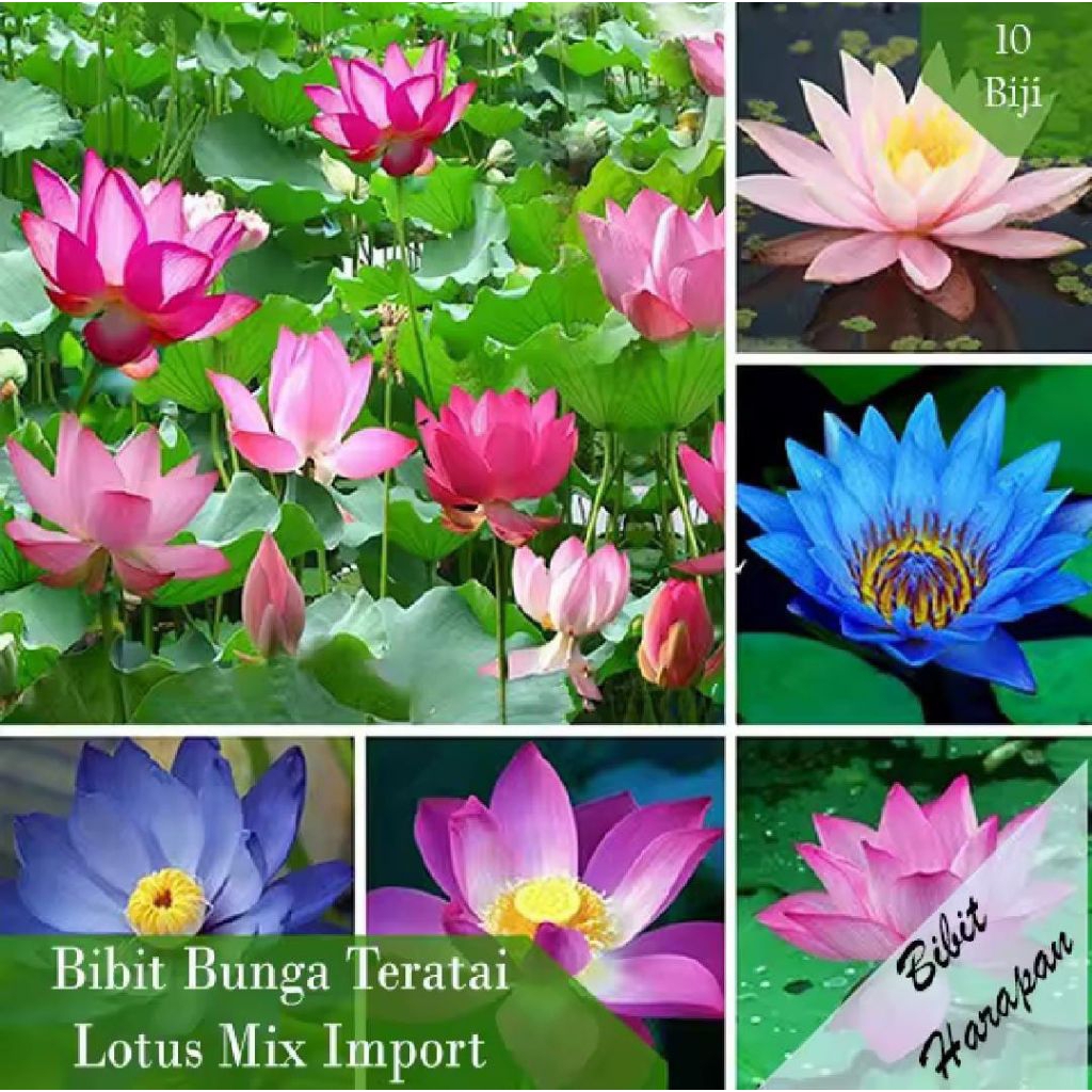 BIJI BUNGA LOTUS MINI BENIH LOTUS BUNGA TERATAI MINI BIJI BUNGA BENIH BUNGA TERATAI LOTUS