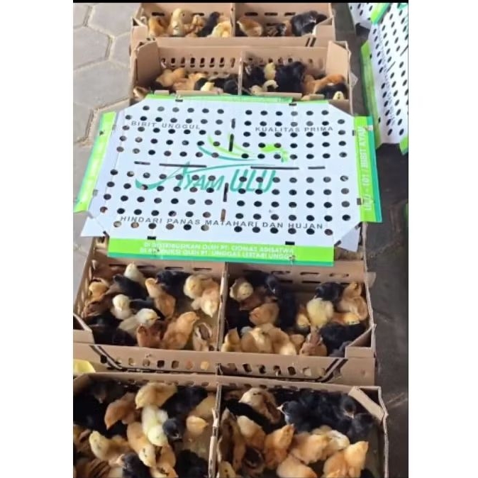 DOC AYAM ULU (isi ±102 ekor) sudah vaksin