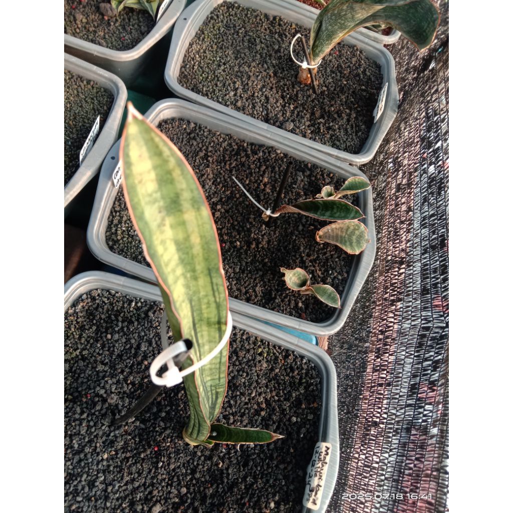 sansevieria malawi bat variegata putih / tanaman hias lidah mertua / tanaman sekulen / tanaman kaktu