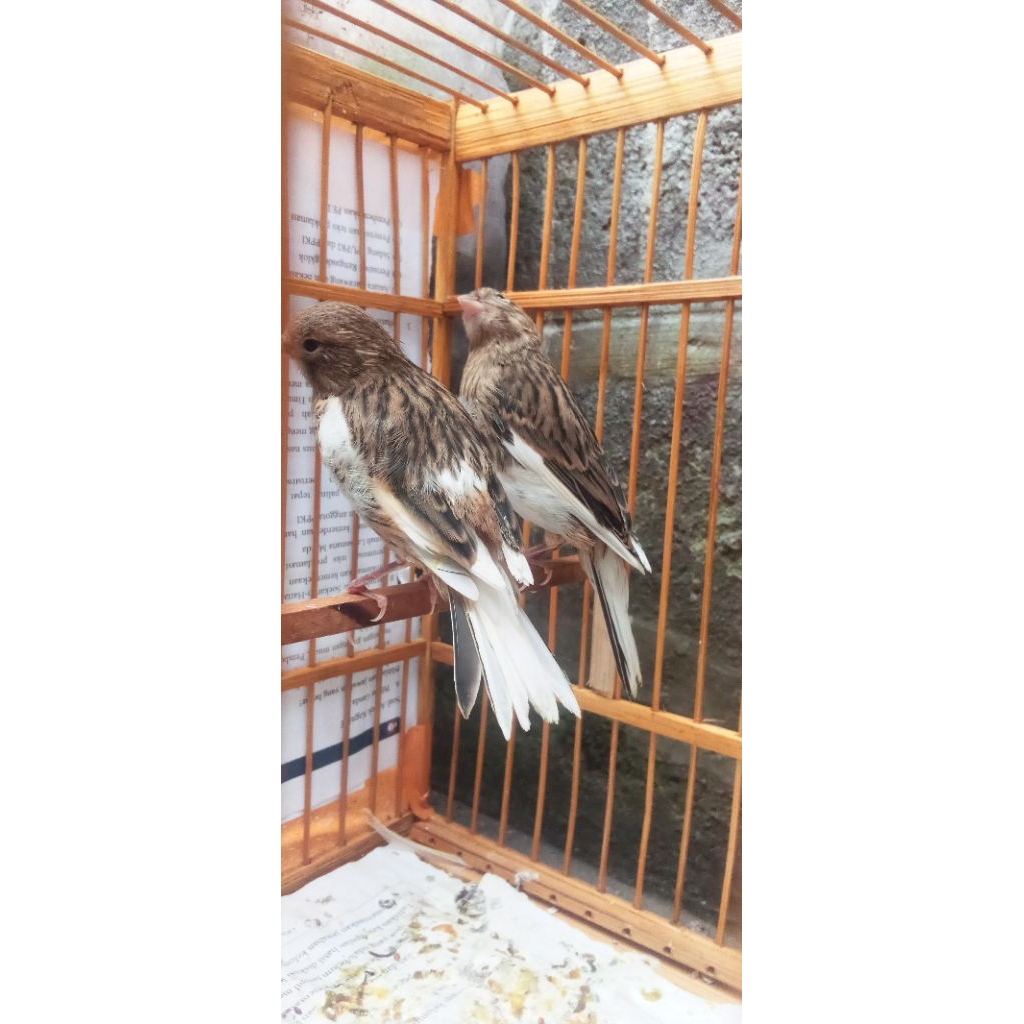 burung kenari paud prediksi jantan
