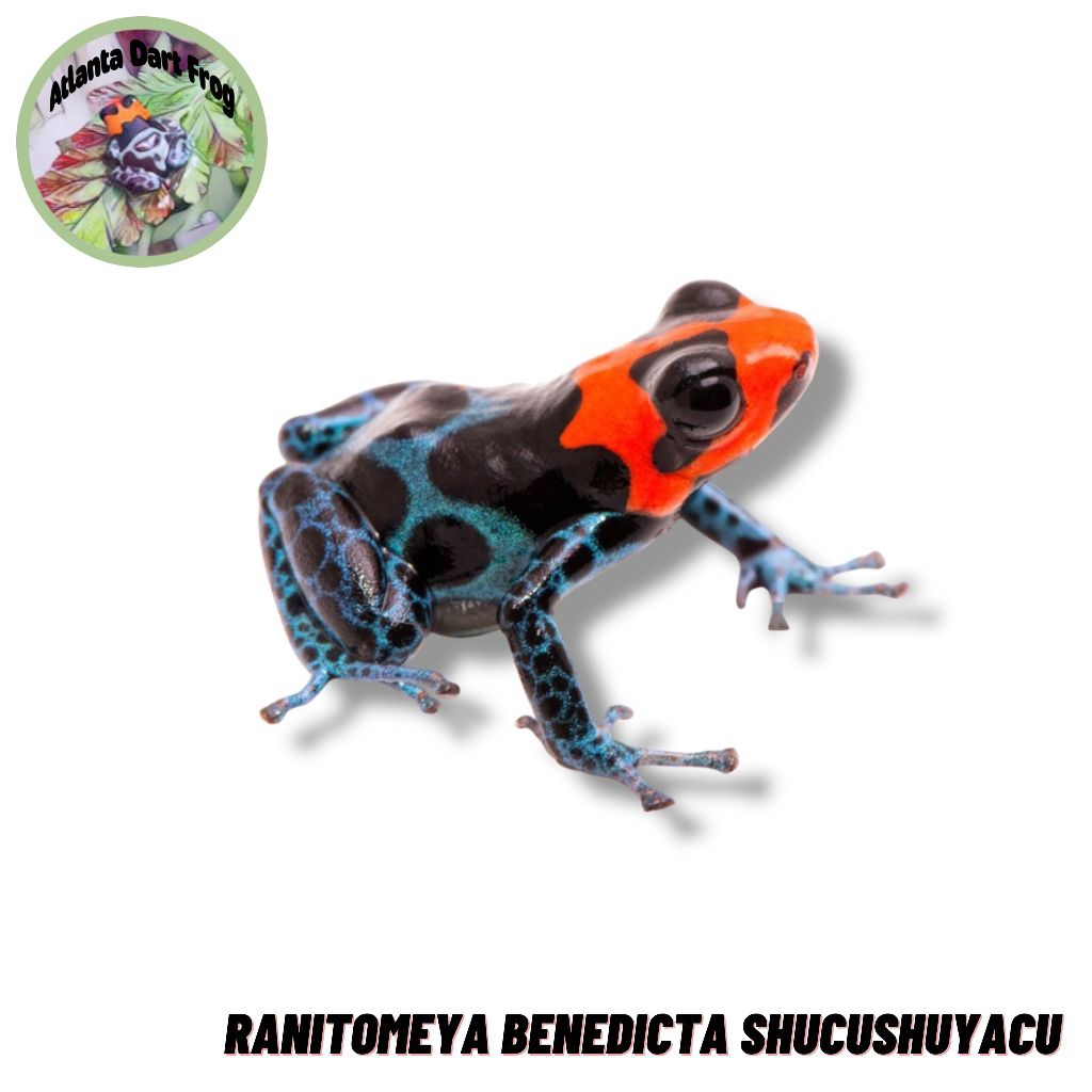 Dart Frog / Katak Panah Ranitomeya Benedicta Shucushuyacu