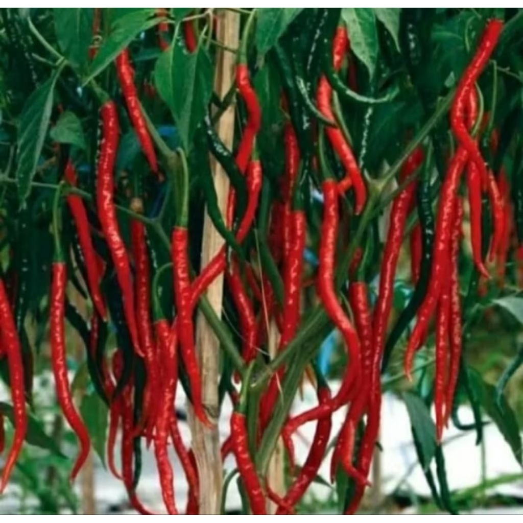 

biji cabe merah isi 30 biji dengan kwalitas bagus