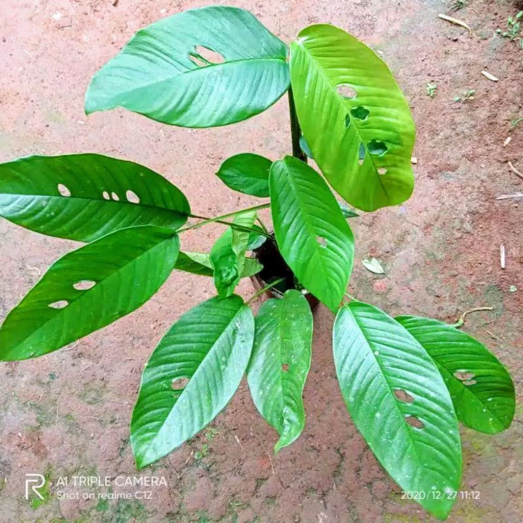 duda bolong siap tanam monstera duda bolong