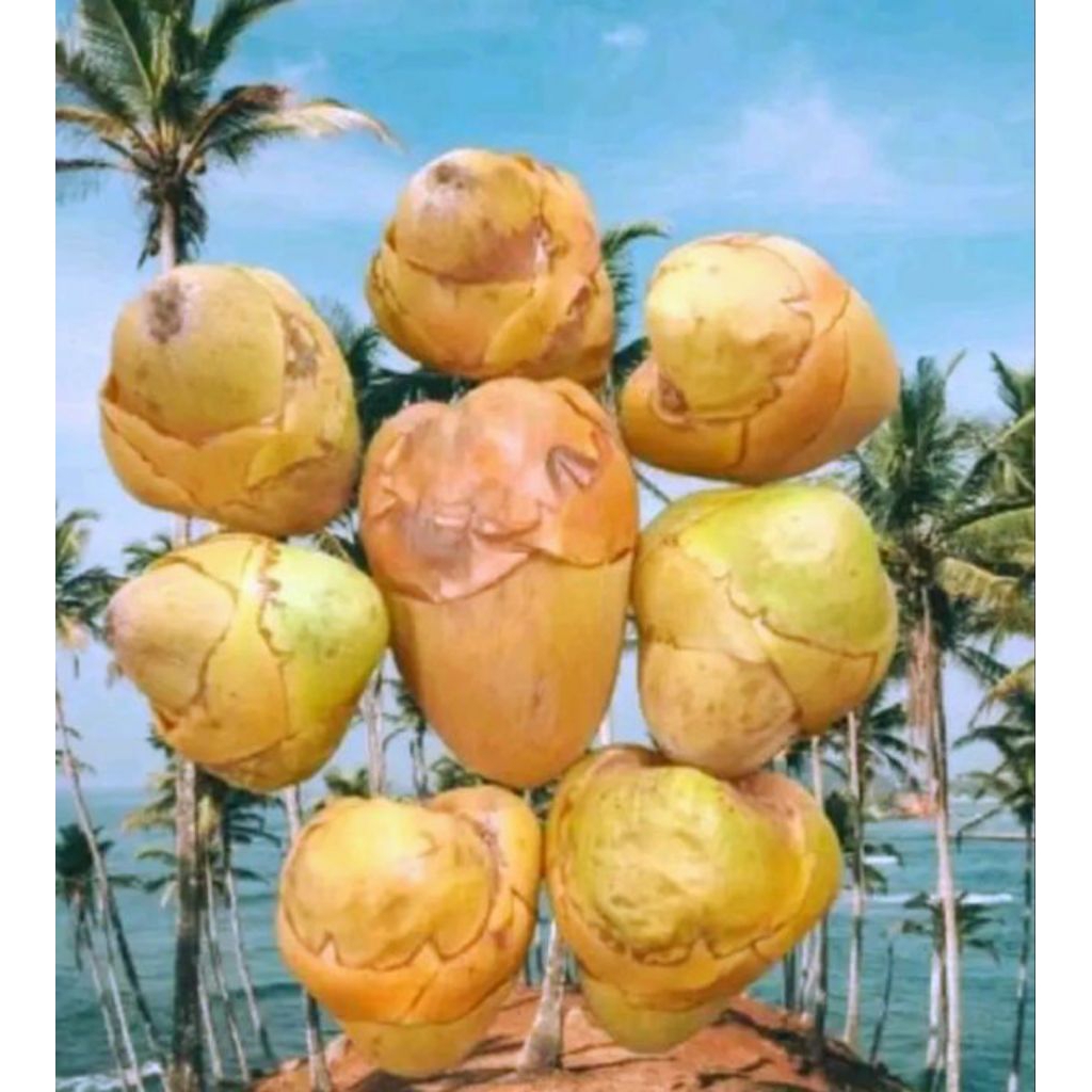 

beruluk tembuluk segar herbal kelapa muda di ambil ketika pesanan masuk