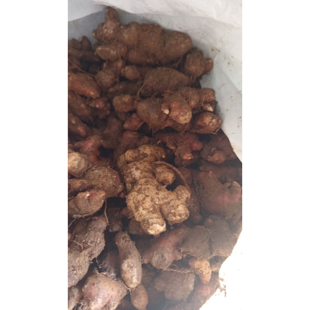

Jahe merah_full tua segar 500gram
