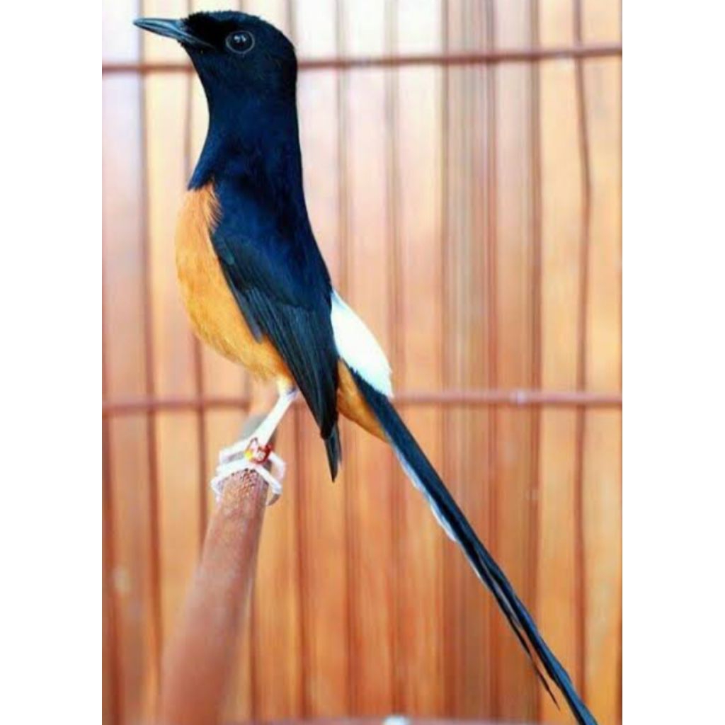 

Telur MURAI BATU MEDAN (siap menetas)