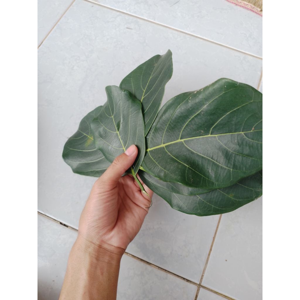 

Daun nangka 100 lembar