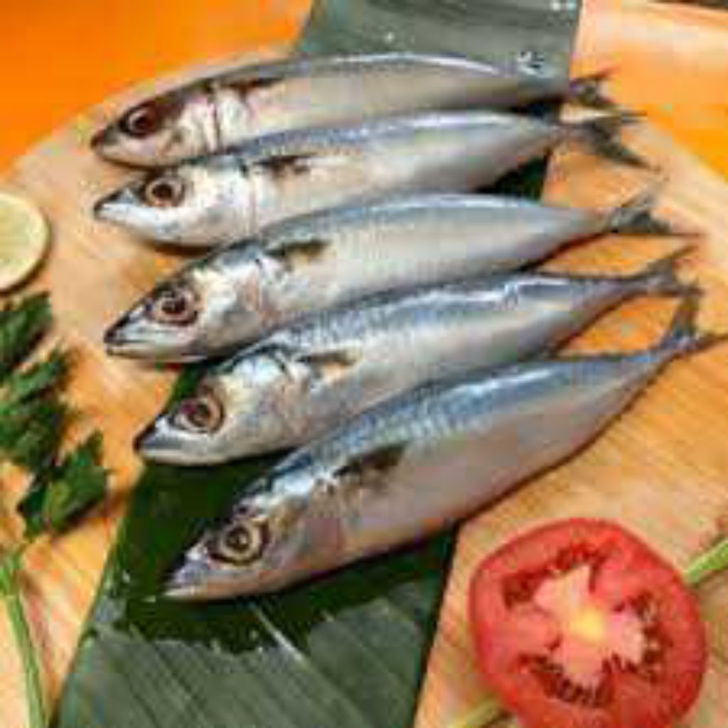 

Ikan Salem Frozen - Daging Kilat