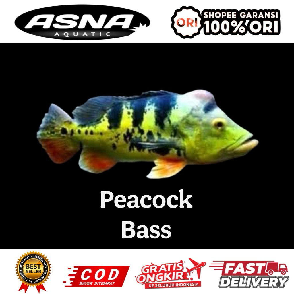 kebutuhan aquarium peacock bass