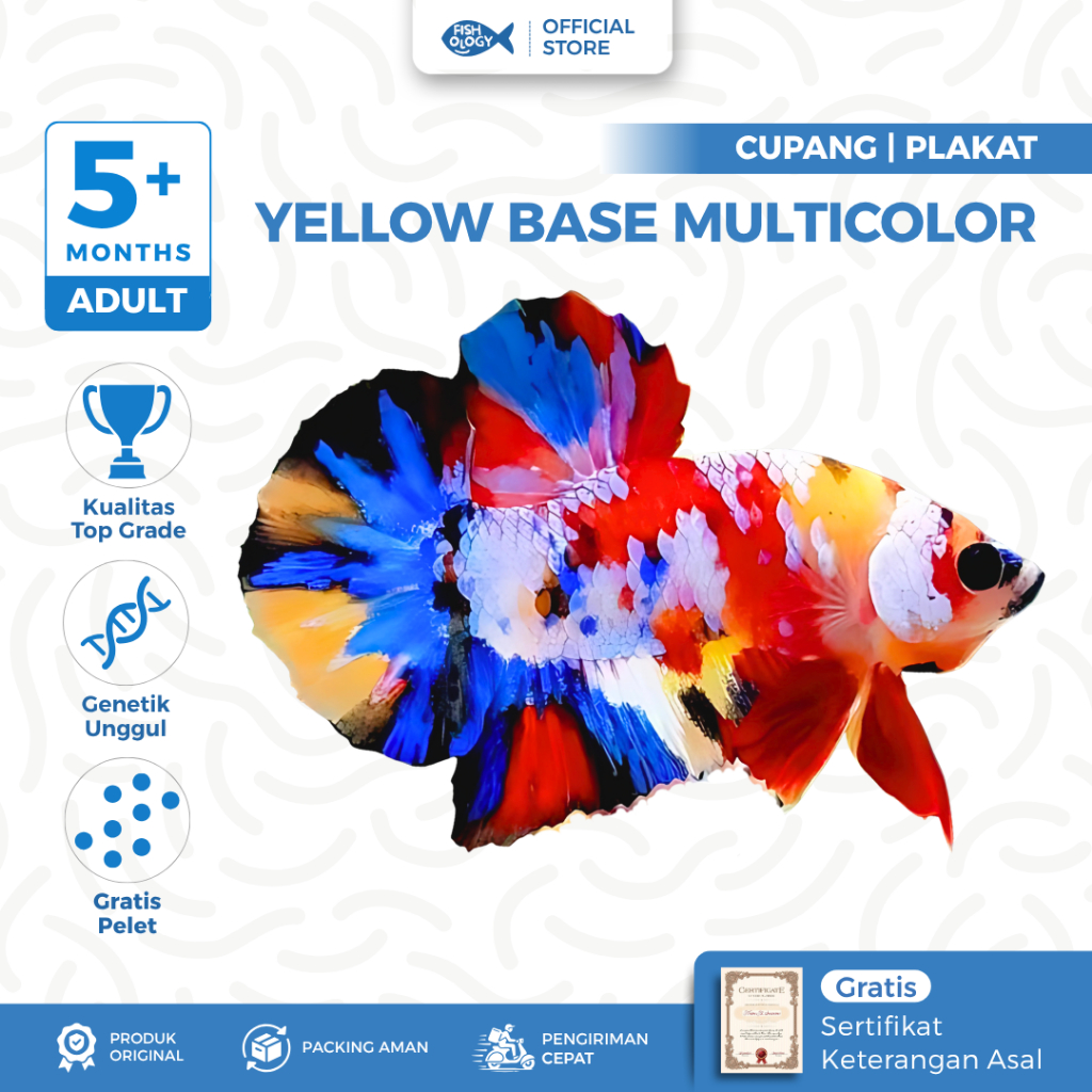 Plakat Multicolor Yellow Base | Top Grade | 5 Bulan+ Size Large