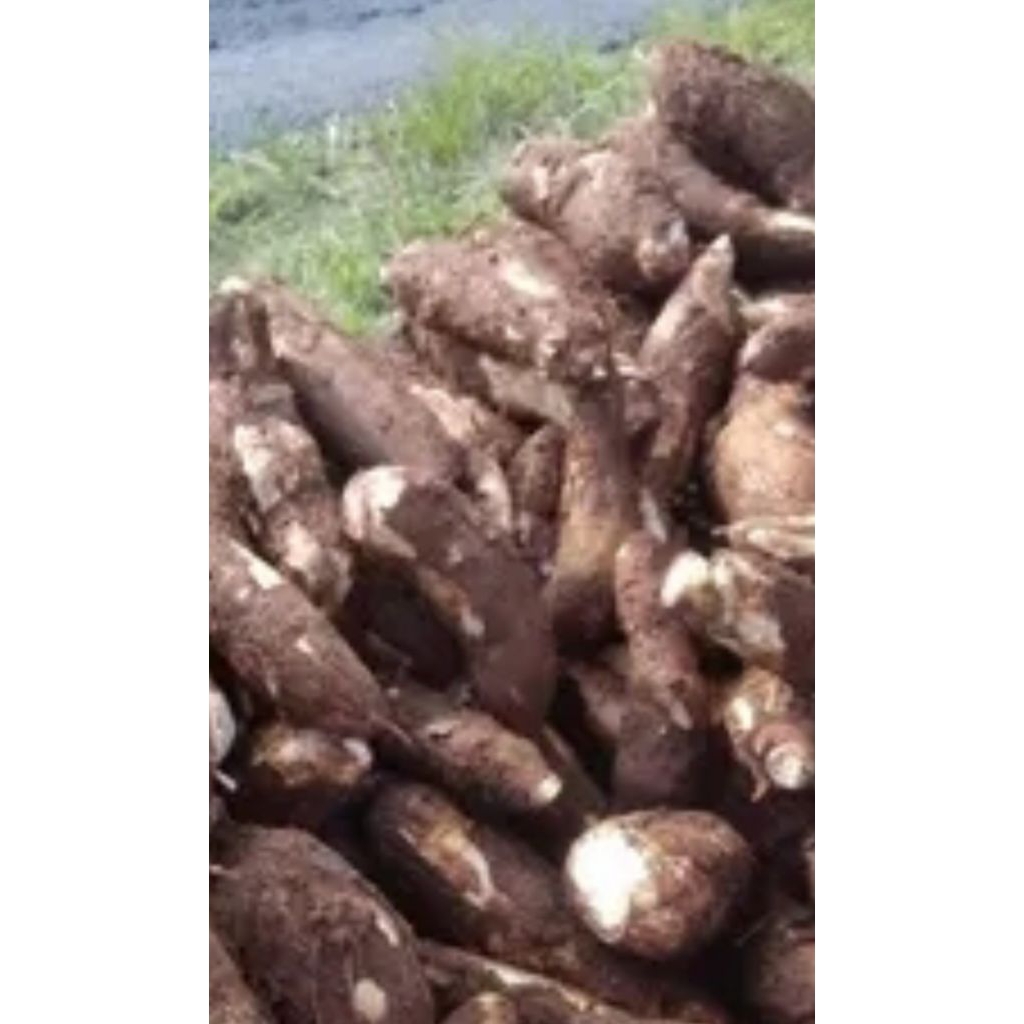 

ubi mentah termurah 1kg meduk