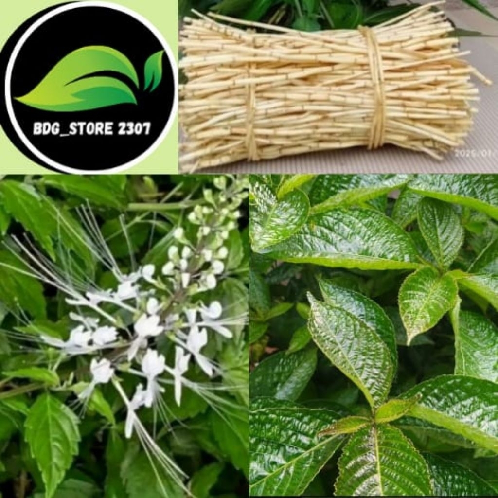 

PAKET KUMPLIT SEGAR ALANG"KUMIS KUCING KEJI BELING