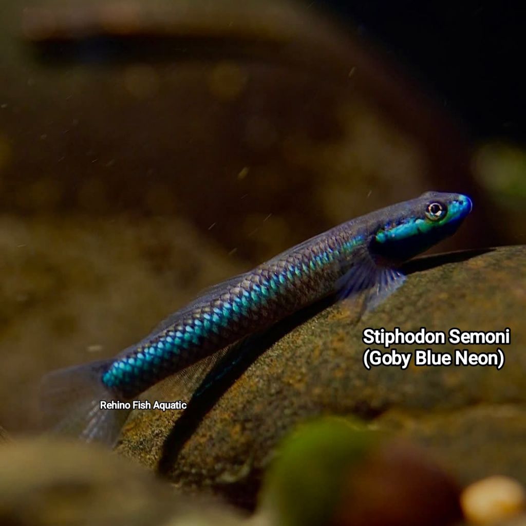 Goby Blue Neon | Algaeater | Stiphodon Semoni