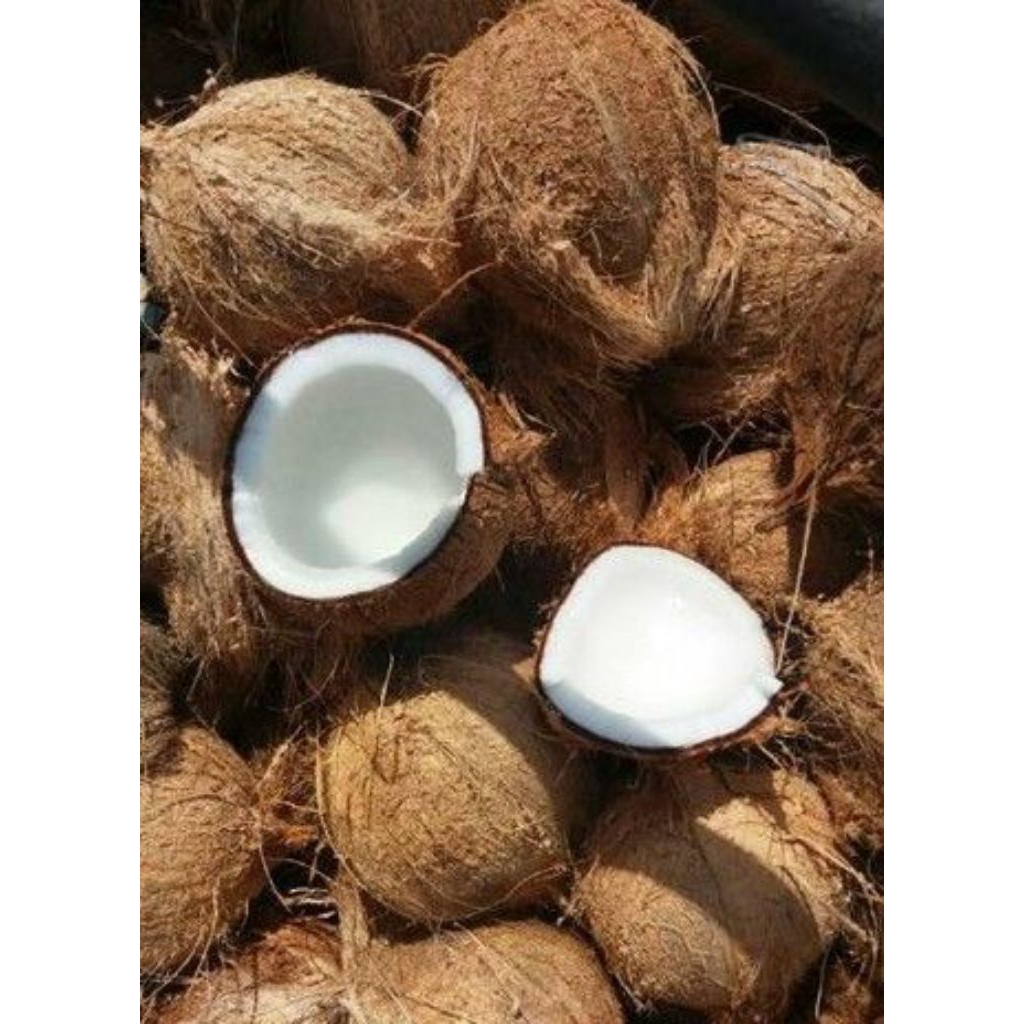 

Kelapa tua segar siap kirim