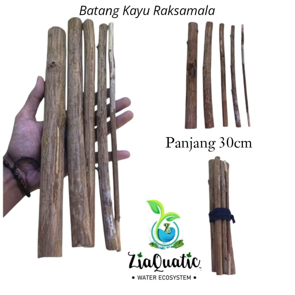 Batang Kayu Raksamala 30cm - Hardscape Aquascape Aquarium Paludarium Terrarium Jungle
