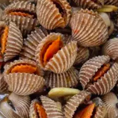 

kerang tiram 500 gr