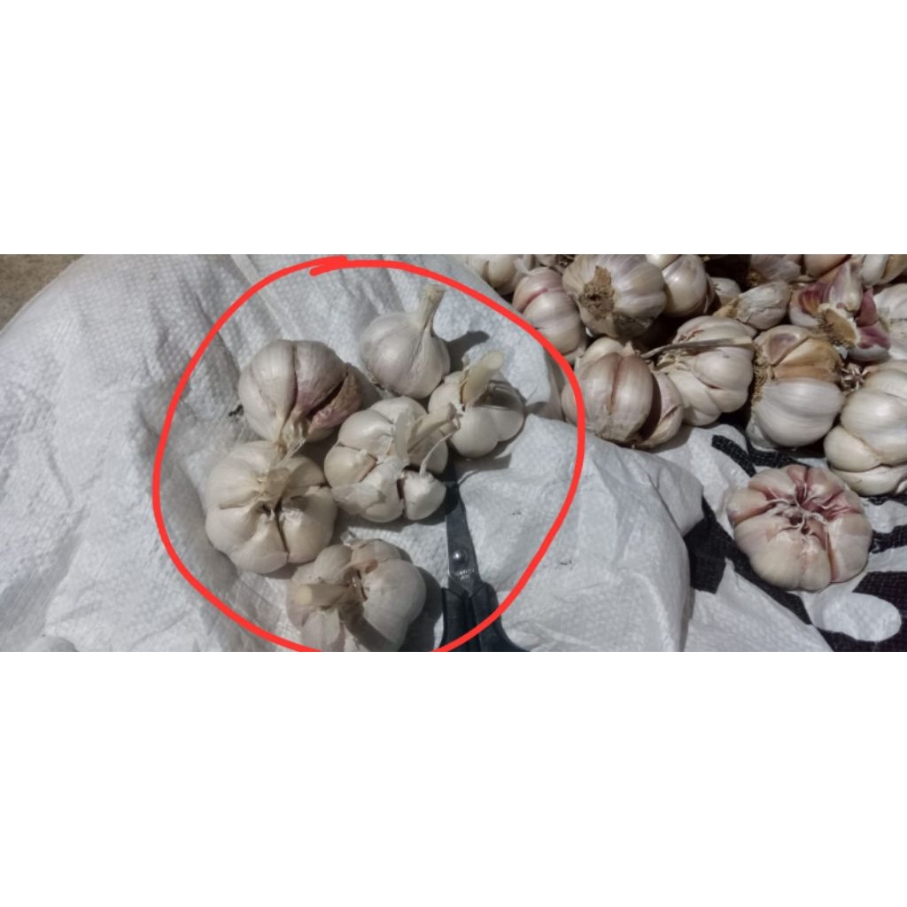 

BAWANG PUTIH KATING SUPER 1KG