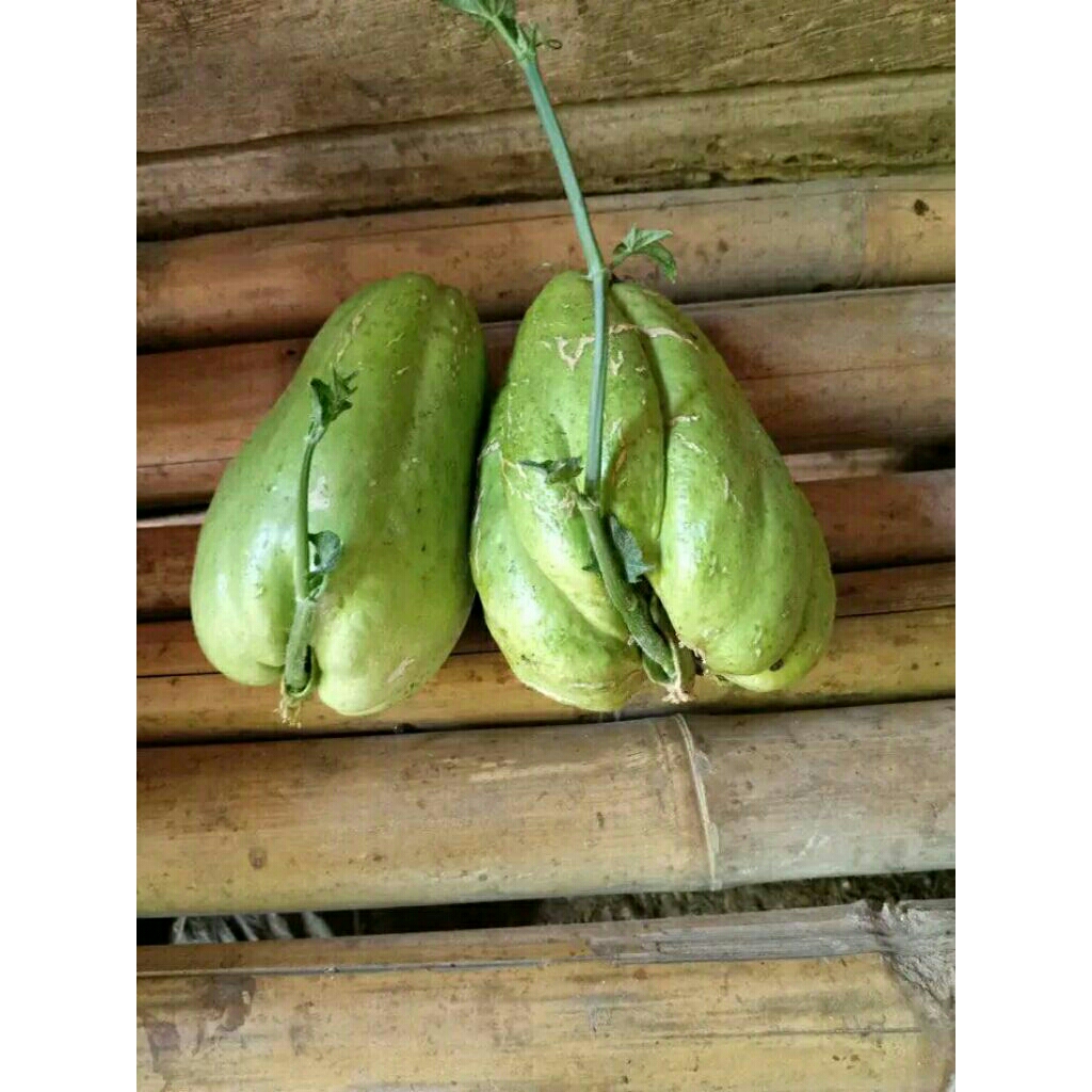 

Bibit labu siyam *#BWS 51 jenis aligator