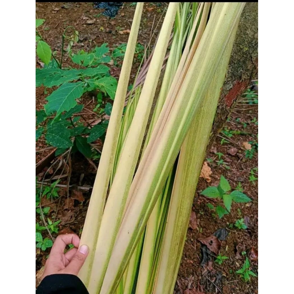 

Janur kelapa/daun pucuk kelapa /50Lembar