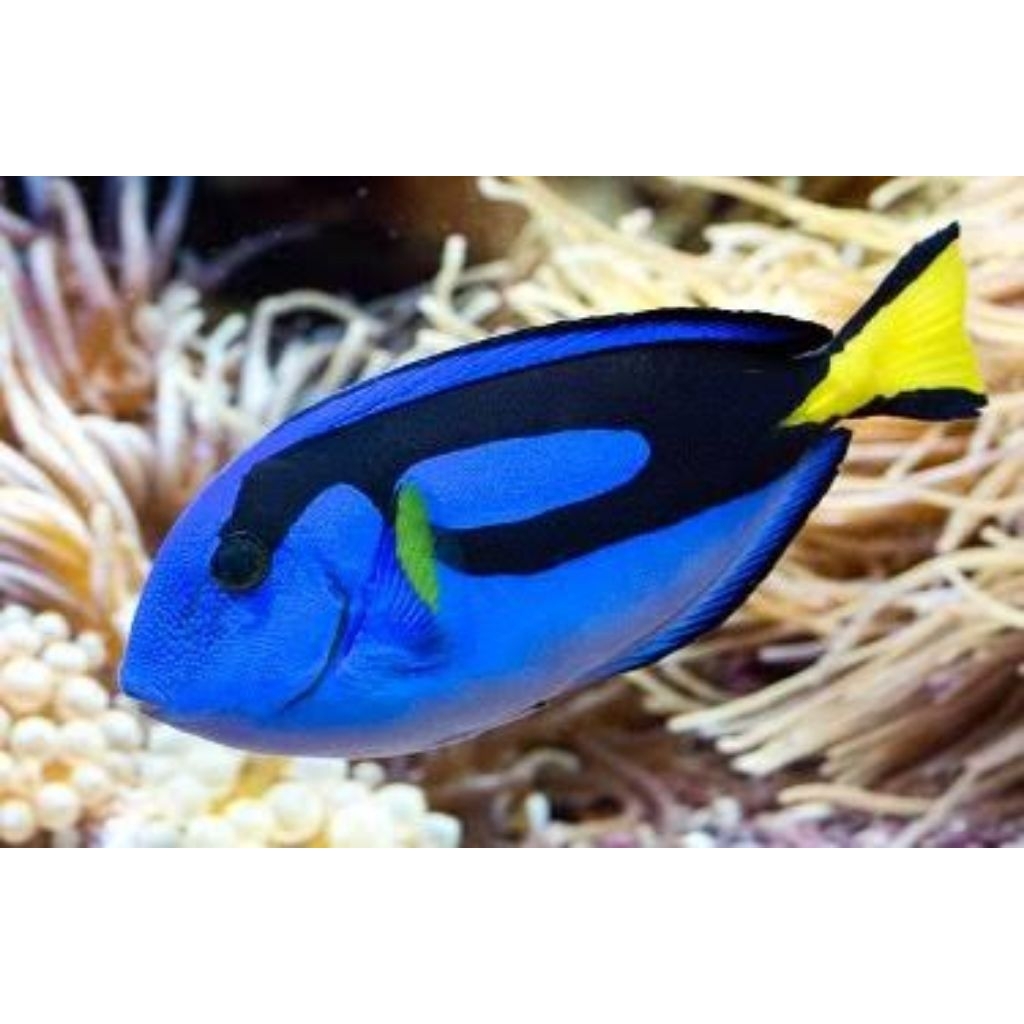 IKAN DORI/LETERSIX HIASAN LAUT size m