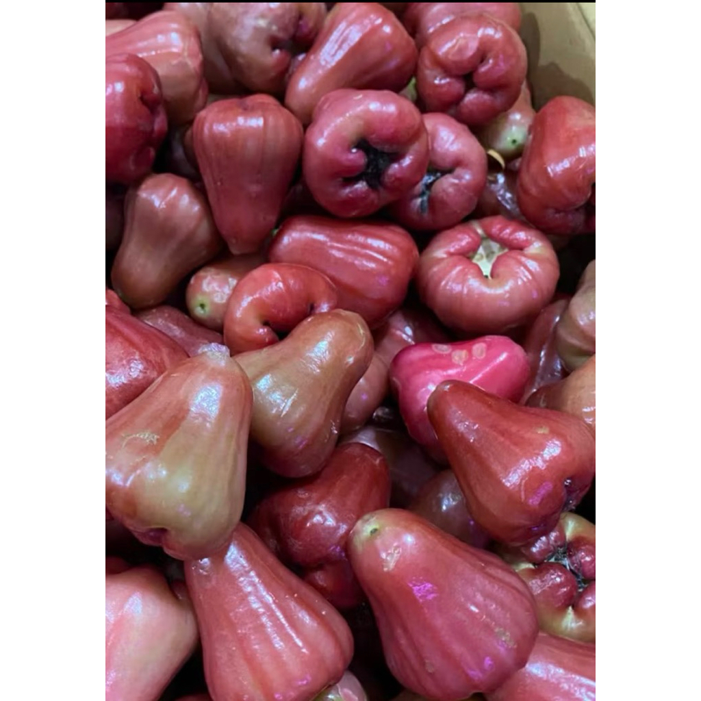

BUAH JAMBU AIR CRUNCHY 1KG