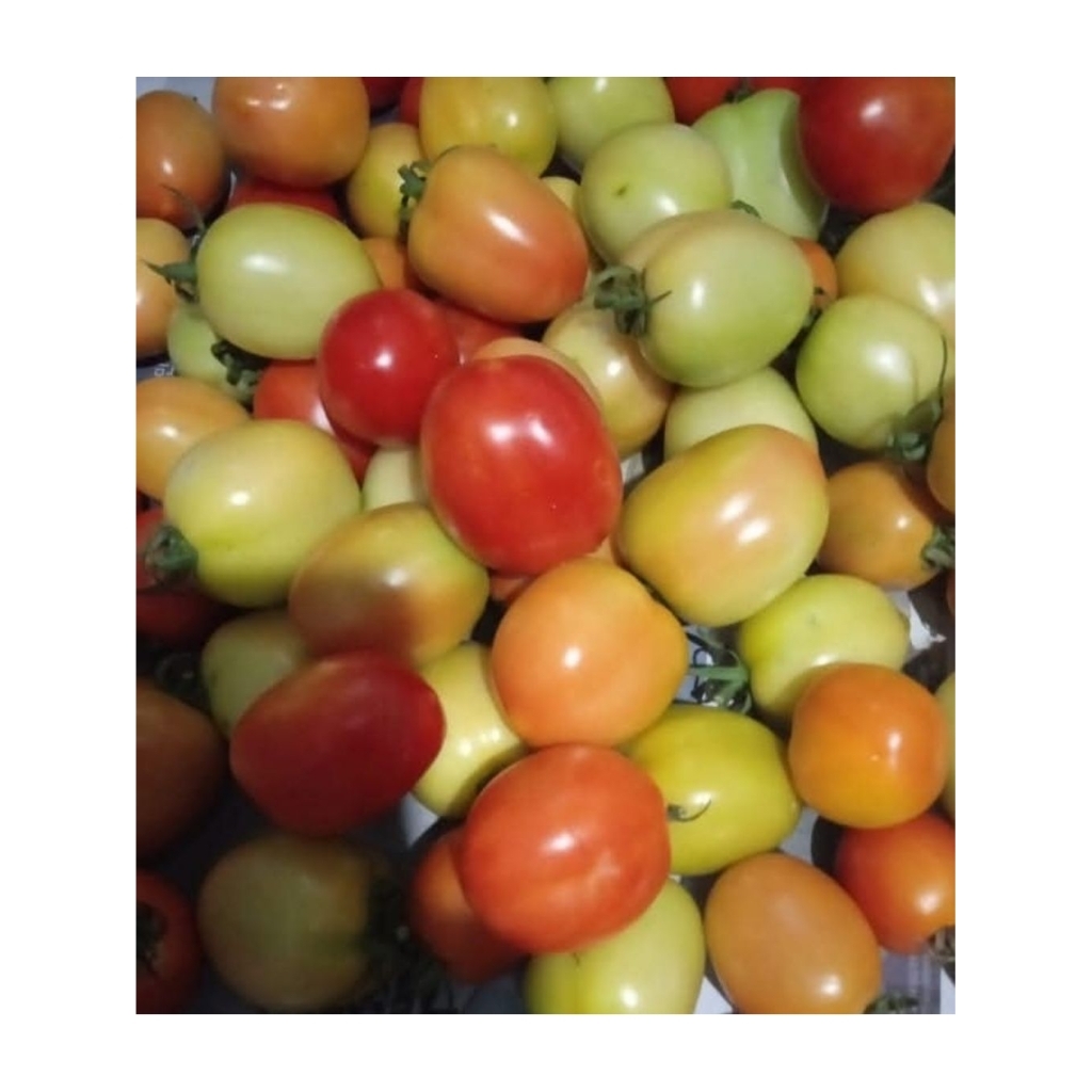 

Tomat segar Fresh 500gram