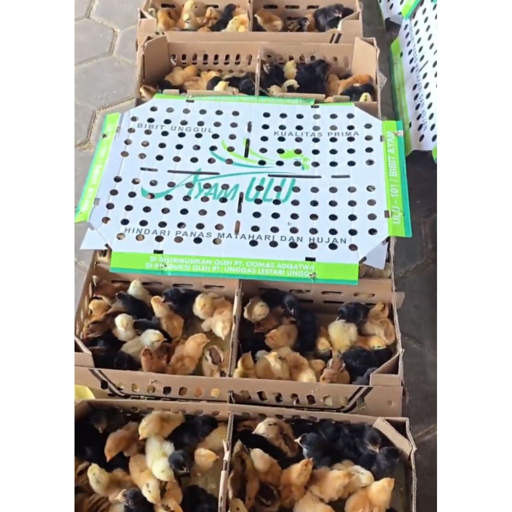 ECERAN DOC AYAM KAMPUNG ULU - SUDAH VAKSIN