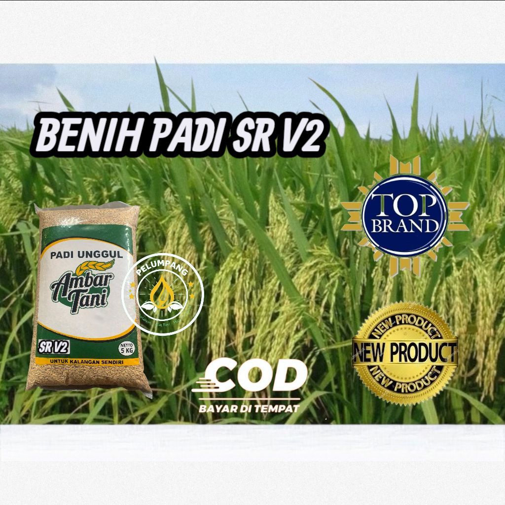 BIBIT BENIH PADI SR V2 KEMASAN 5KG