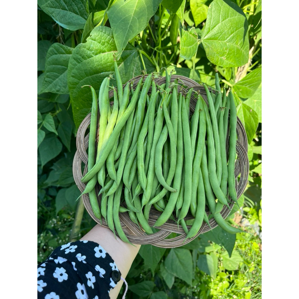 

Buncis Kenya Segar 500gr