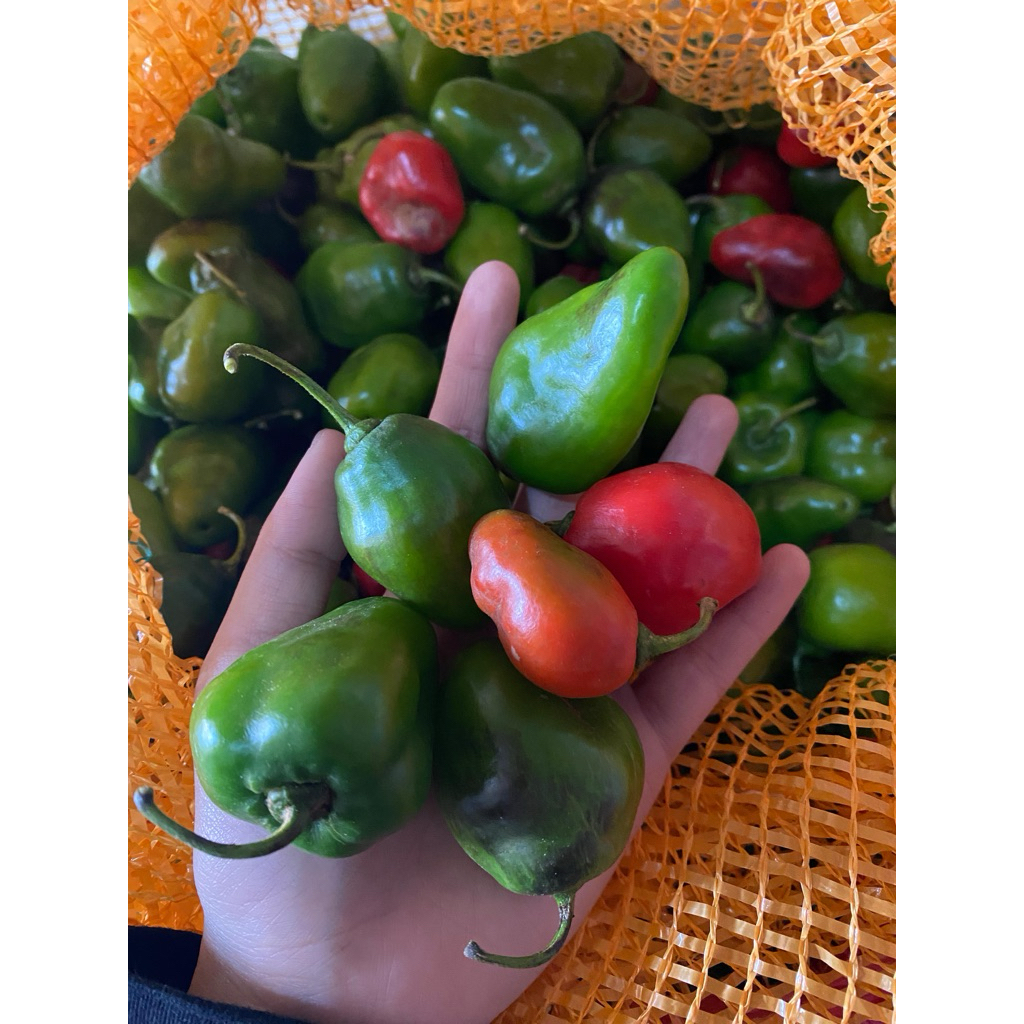 

cabe gendot fresh bandung