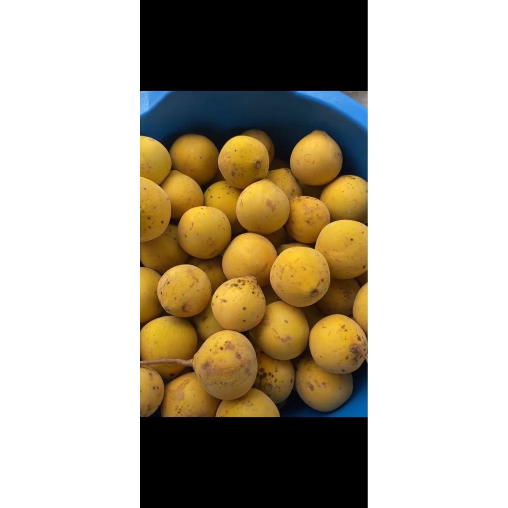 

buah kecapi kedangding (boh setui kedangding)