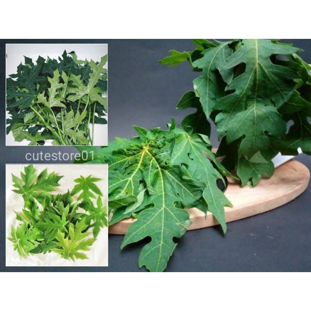 

Daun Pepaya Segar Sayur Lalapan 10 Lembar