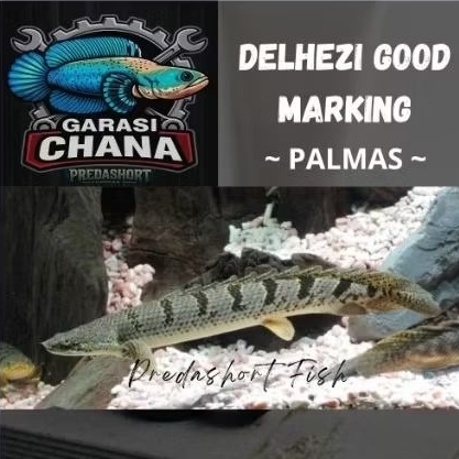 palmas delhezi good marking