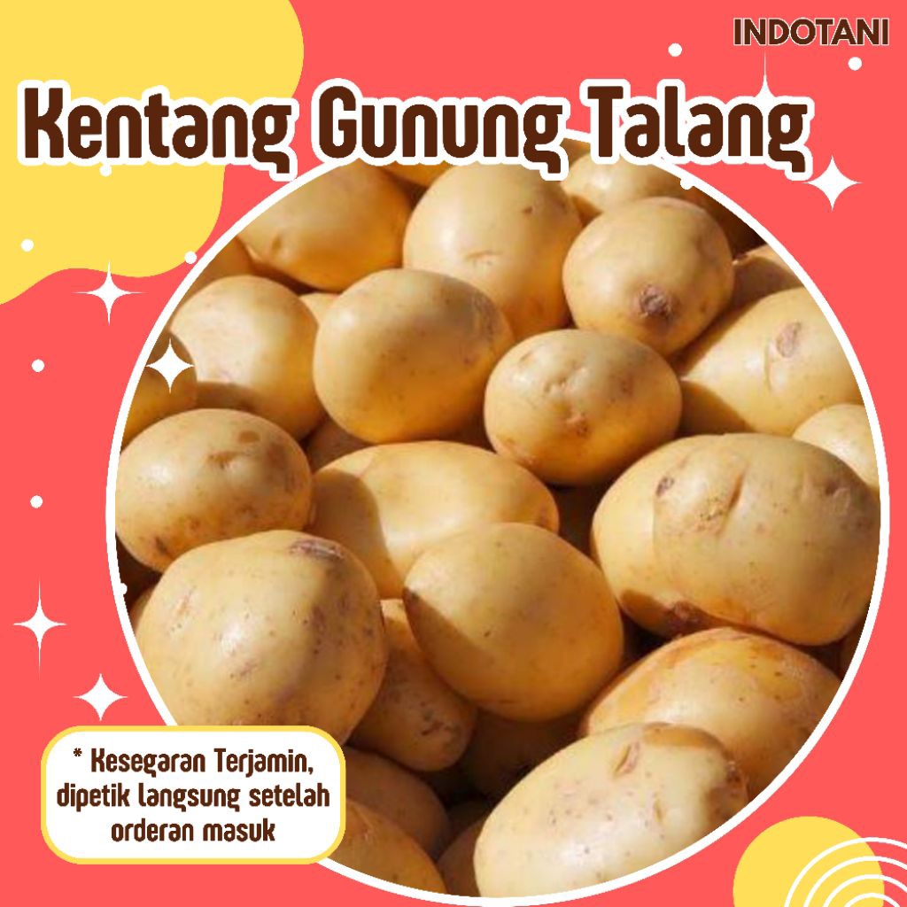 

INDOTANI_ Kentang Segar Asli Gunung Talang Kualitas Terbaik