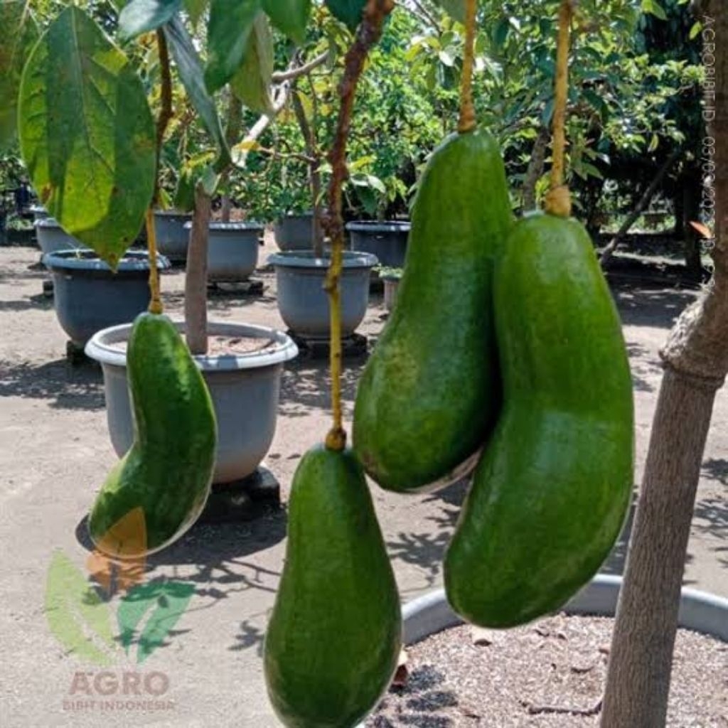 Bibit Alpukat Subang Kelud Siap Berbunga Hasil Okulasi