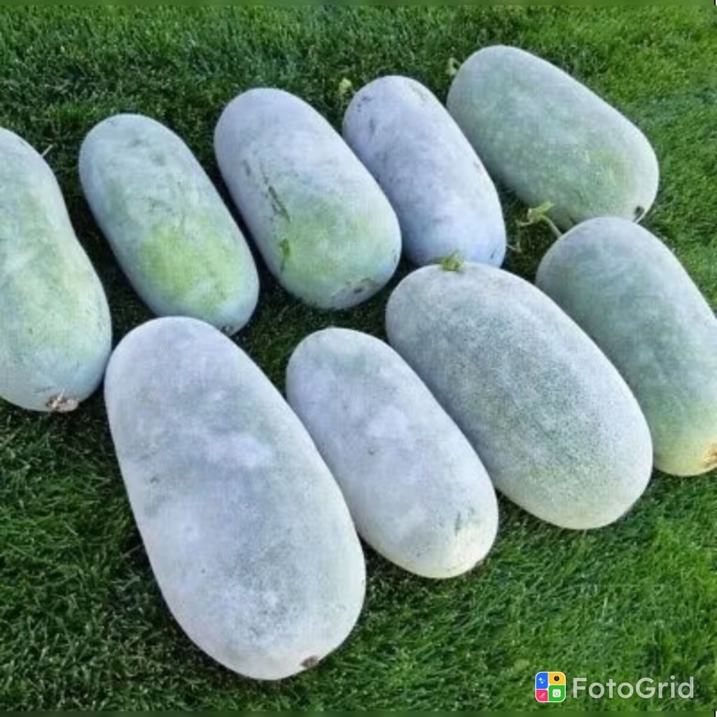 Kundur Beligo Gundur buah fresh