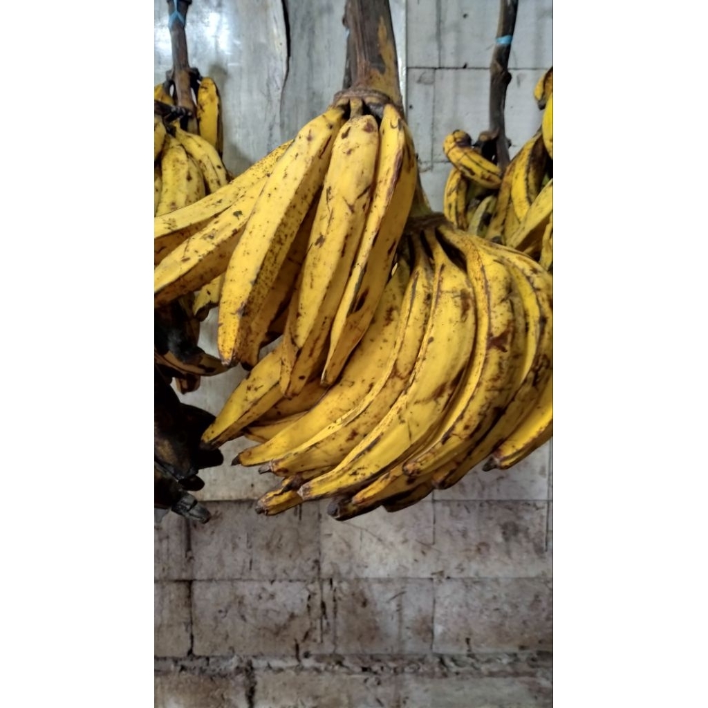 

Pisang tanduk asli sukabumi segar dan manis 1kg