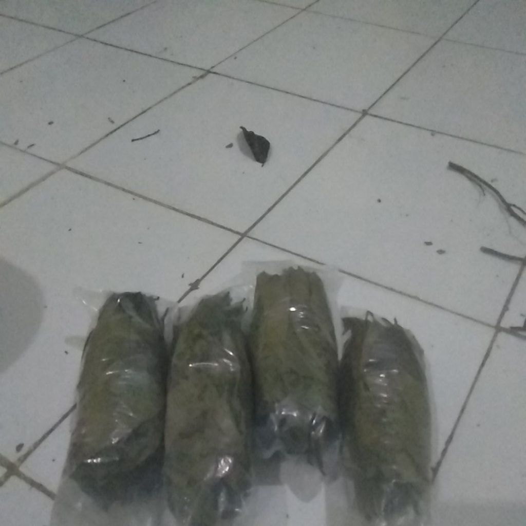 

daun sersak kiring hasil jemur 50 grm