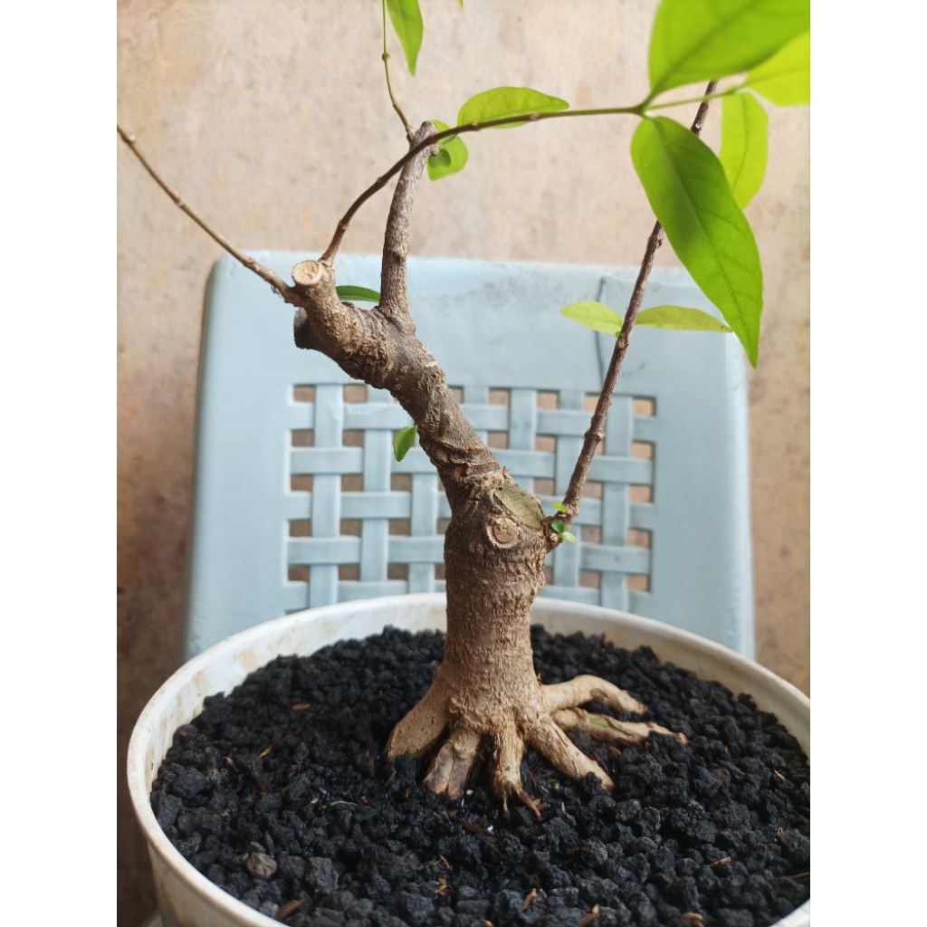 Bonsai anput anting putri