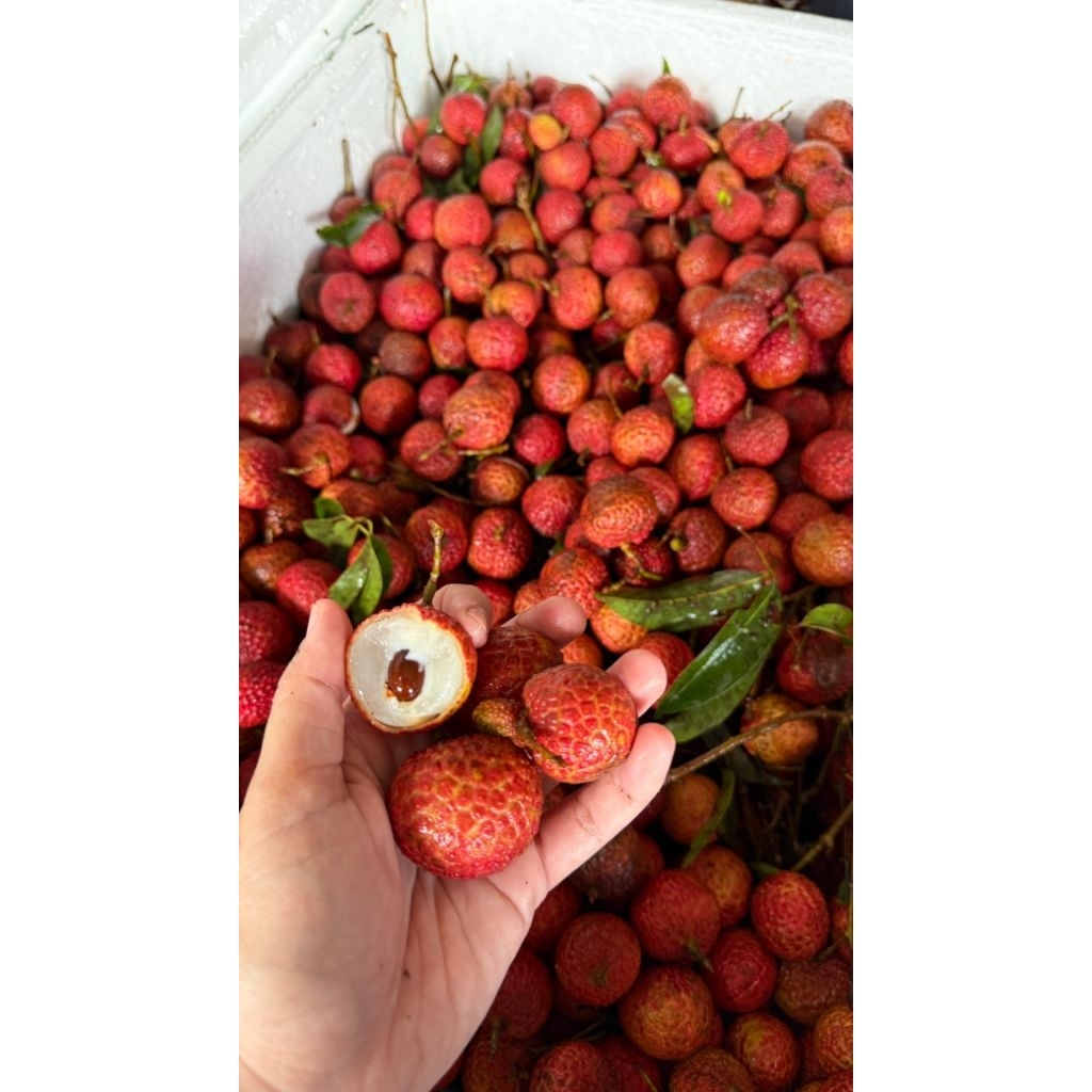 

LANGSUNG KIRIM!! LECI MERAH V1ETN4M 1KG