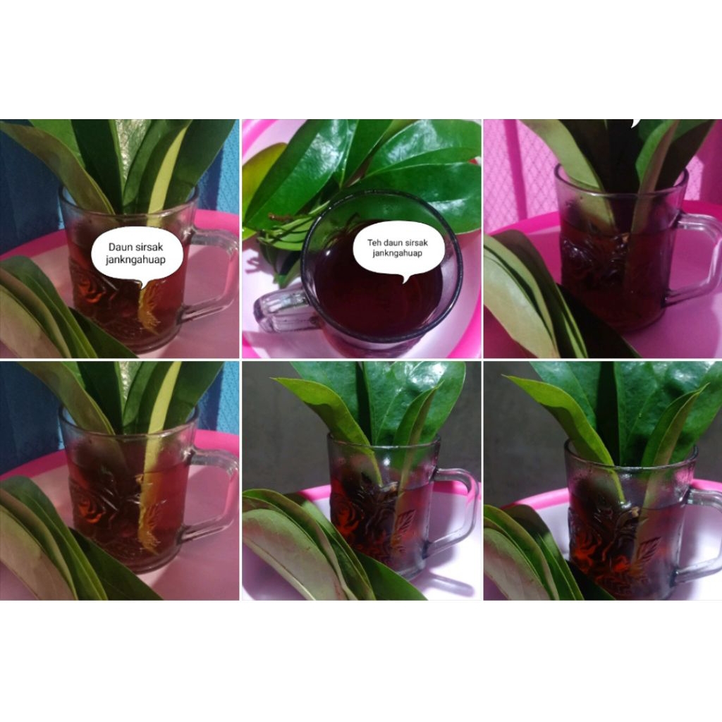 

100 lembar Daun sirsak 100 gram daun sirsak segar