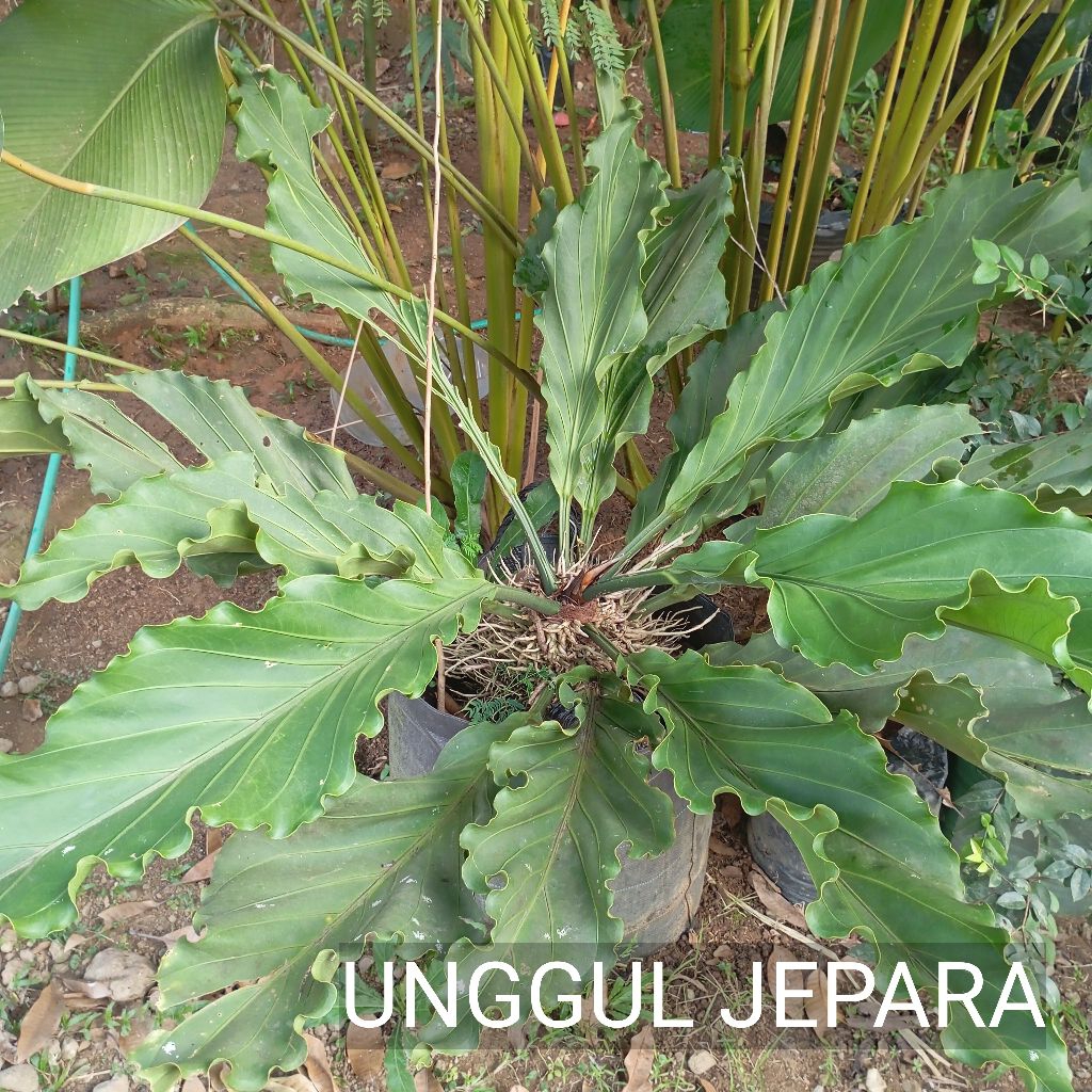 BONSAI GELOMBANG CINTA JUMBO